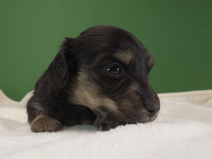 ダックスフンド カニンヘン オーシャン & ジャンの子犬 ブラッククリーム 男の子 お写真初登場IMGP1183 ダックスフンド カニンヘン オーシャン & ジャンの子犬 ブラッククリーム 男の子 お写真初登場