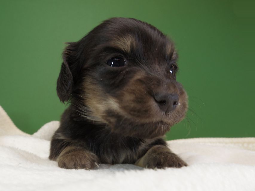 ダックスフンド カニンヘン オーシャン & ジャンの子犬 ブラッククリーム 男の子 お写真初登場IMGP1186 ダックスフンド カニンヘン オーシャン & ジャンの子犬 ブラッククリーム 男の子 お写真初登場