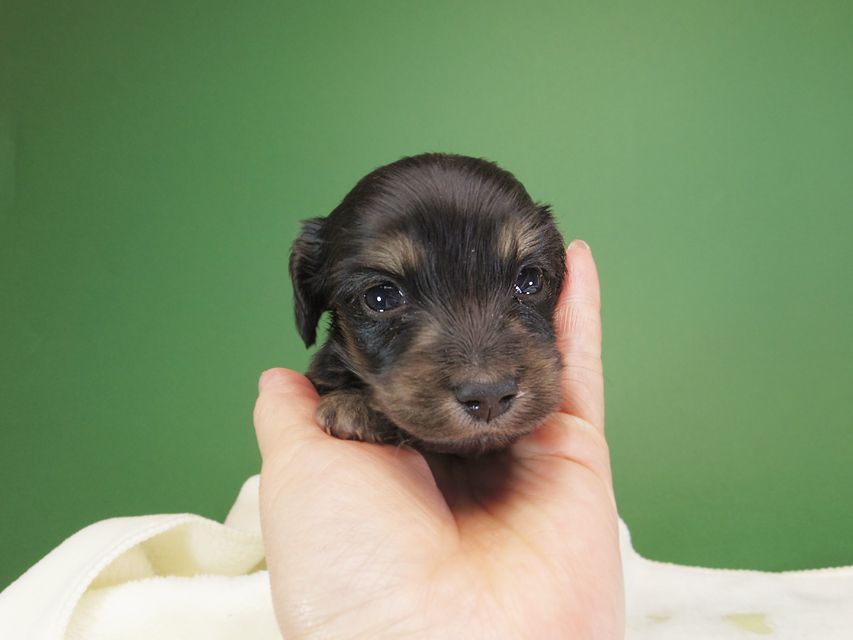 ダックスフンド カニンヘン オーシャン & ジャンの子犬 ブラッククリーム 男の子 お写真初登場IMGP1195 ダックスフンド カニンヘン オーシャン & ジャンの子犬 ブラッククリーム 男の子 お写真初登場