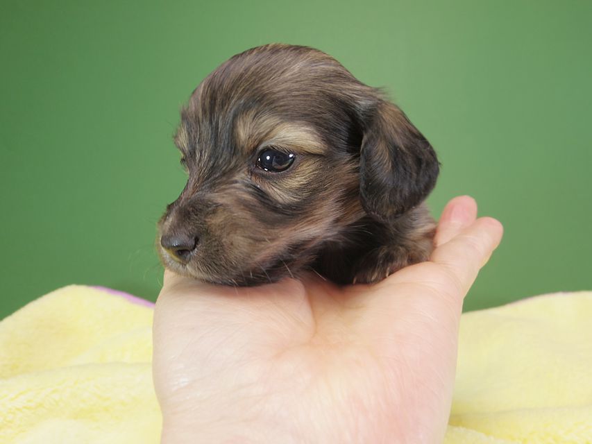 ダックスフンド カニンヘン オーシャン & ジャンの子犬 シェーデットクリーム 女の子（1） お写真初登場