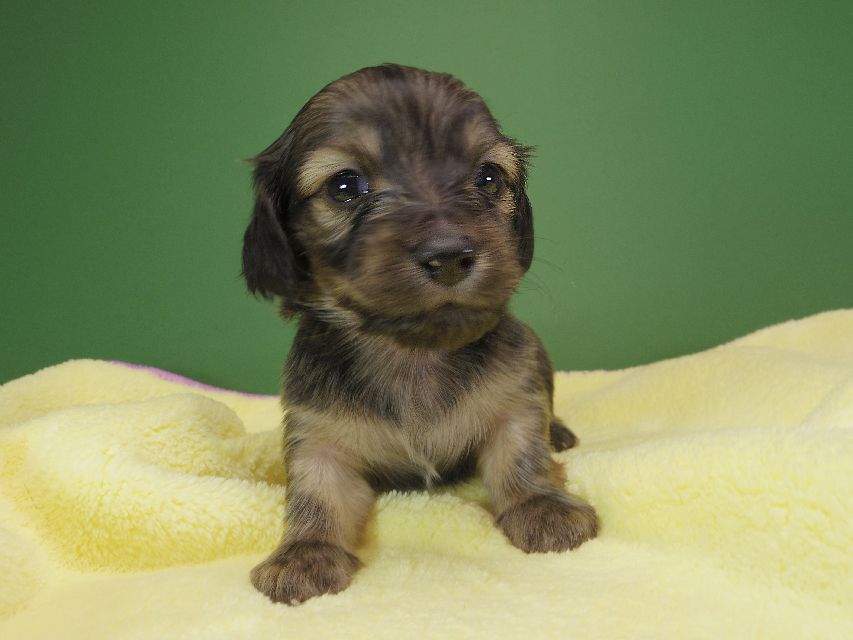 ダックスフンド カニンヘン オーシャン & ジャンの子犬 シェーデットクリーム 女の子（1） お写真初登場