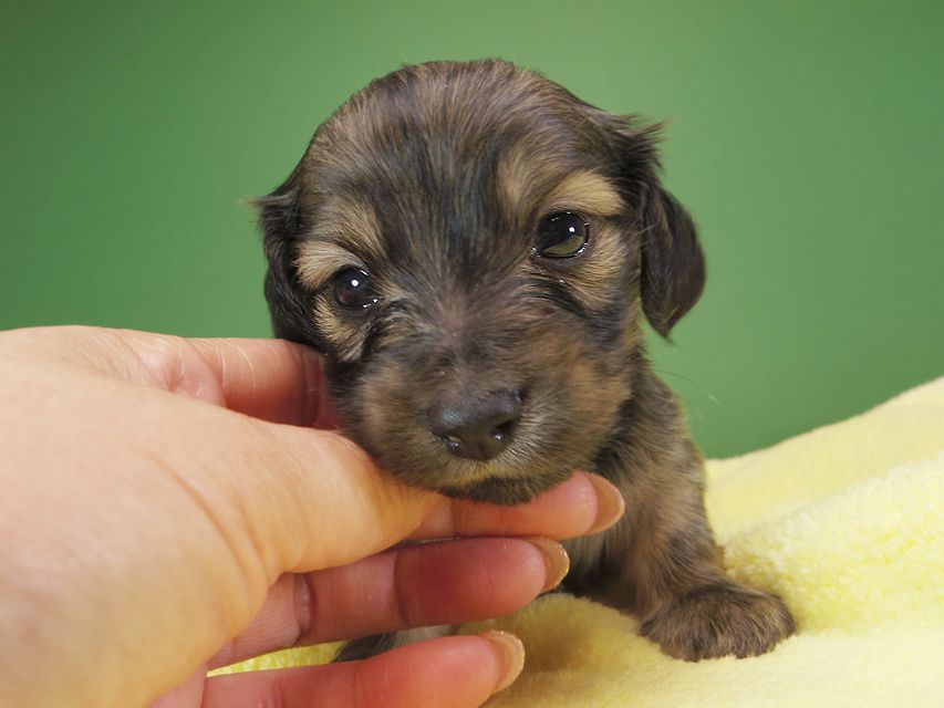 ダックスフンド カニンヘン オーシャン & ジャンの子犬 シェーデットクリーム 女の子（1） お写真初登場