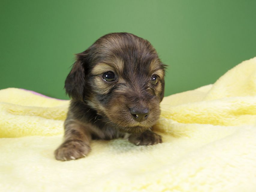 ダックスフンド カニンヘン オーシャン & ジャンの子犬 シェーデットクリーム 女の子（1） お写真初登場