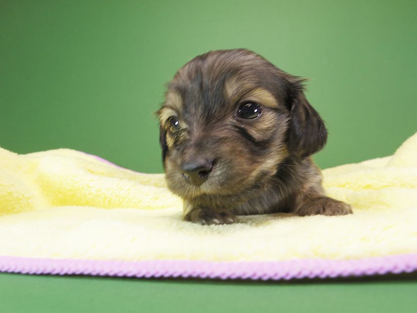 ダックスフンド カニンヘン オーシャン & ジャンの子犬 シェーデットクリーム 女の子（1） お写真初登場