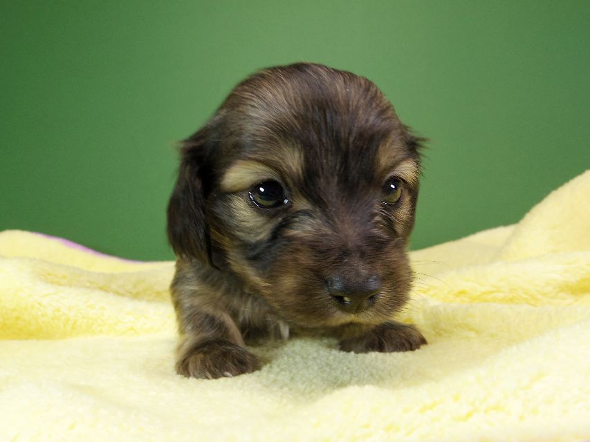 ダックスフンド カニンヘン オーシャン & ジャンの子犬 シェーデットクリーム 女の子（1） お写真初登場