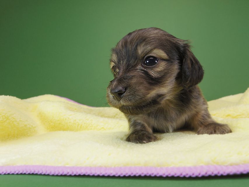 ダックスフンド カニンヘン オーシャン & ジャンの子犬 シェーデットクリーム 女の子（1） お写真初登場