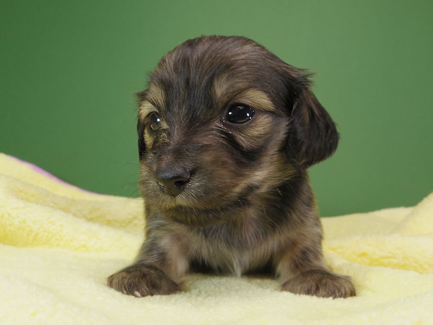 ダックスフンド カニンヘン オーシャン & ジャンの子犬 シェーデットクリーム 女の子（1） お写真初登場