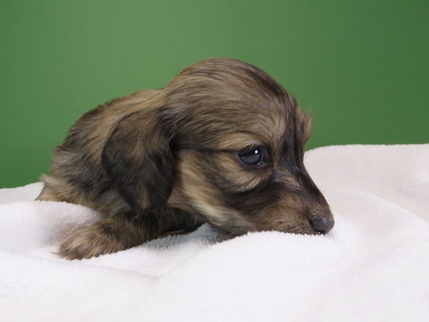 ダックスフンド カニンヘン オーシャン & ジャンの子犬 シェーデットクリーム 女の子（2） お写真初登場