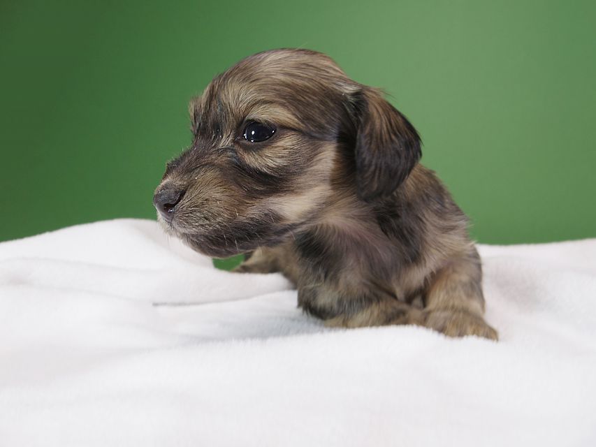 ダックスフンド カニンヘン オーシャン & ジャンの子犬 シェーデットクリーム 女の子（2） お写真初登場