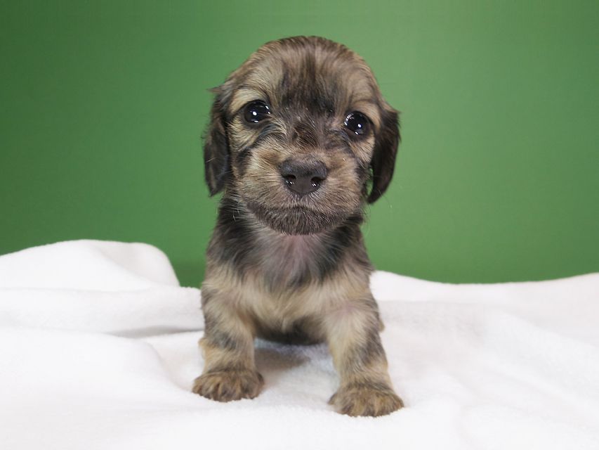 ダックスフンド カニンヘン オーシャン & ジャンの子犬 シェーデットクリーム 女の子（2） お写真初登場