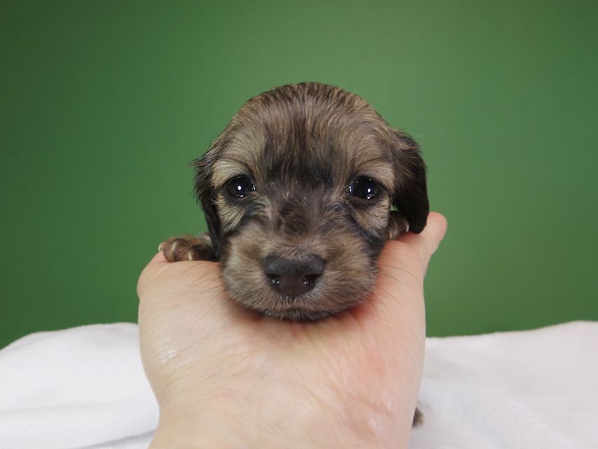 ダックスフンド カニンヘン オーシャン & ジャンの子犬 シェーデットクリーム 女の子（2） お写真初登場