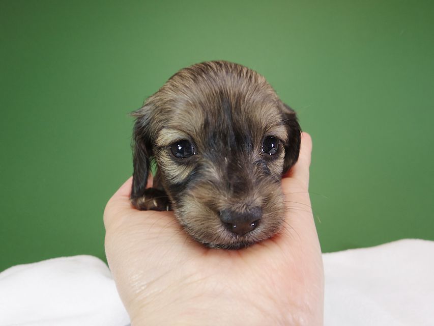 ダックスフンド カニンヘン オーシャン & ジャンの子犬 シェーデットクリーム 女の子（2） お写真初登場