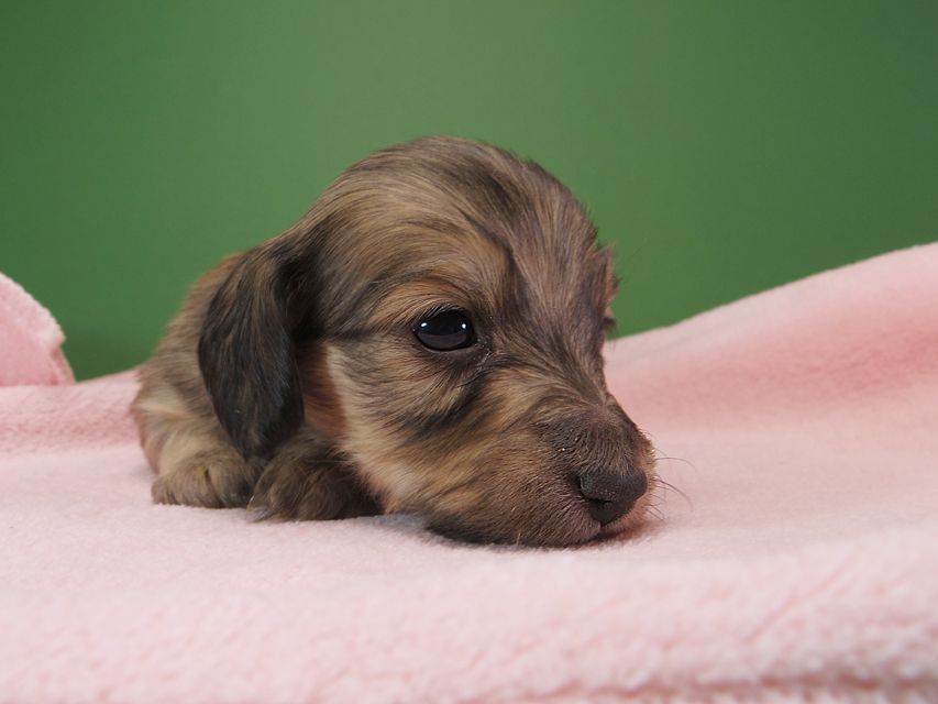 ダックスフンド カニンヘン オーシャン & ジャンの子犬 シェーデットクリーム 女の子（3） お写真初登場
