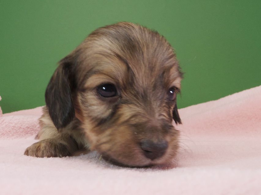 ダックスフンド カニンヘン オーシャン & ジャンの子犬 シェーデットクリーム 女の子（3） お写真初登場