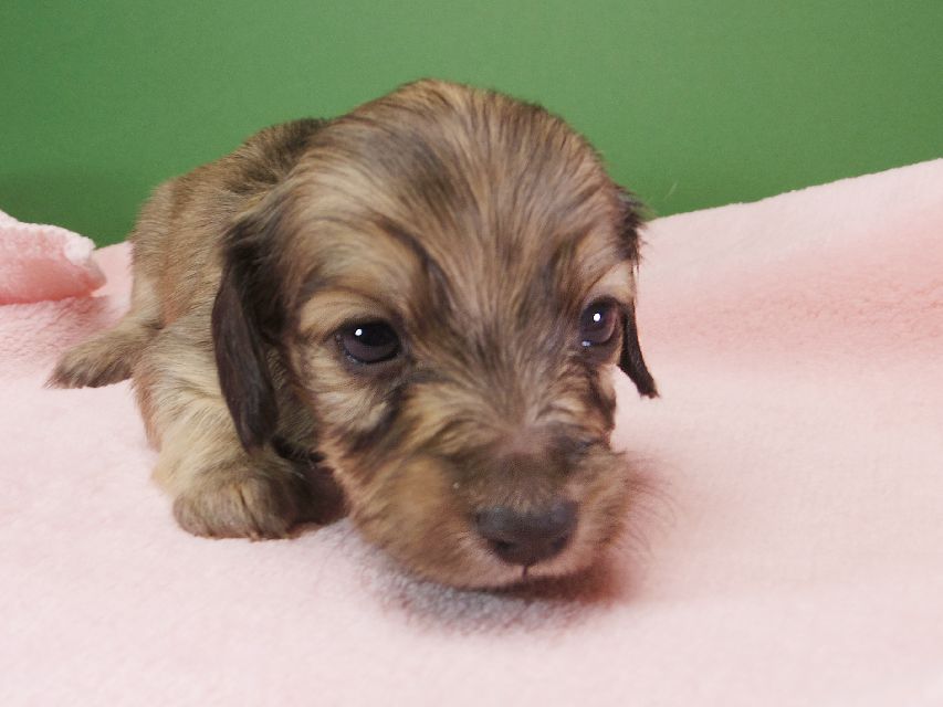 ダックスフンド カニンヘン オーシャン & ジャンの子犬 シェーデットクリーム 女の子（3） お写真初登場