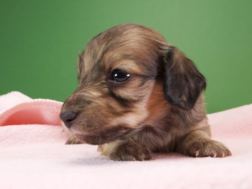 ダックスフンド カニンヘン オーシャン & ジャンの子犬 シェーデットクリーム 女の子（3） お写真初登場