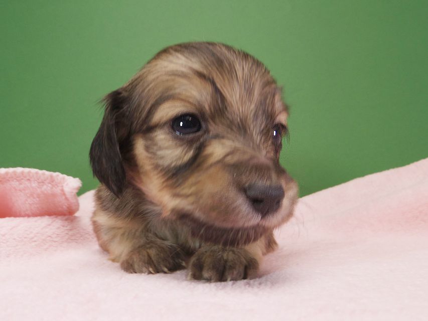 ダックスフンド カニンヘン オーシャン & ジャンの子犬 シェーデットクリーム 女の子（3） お写真初登場