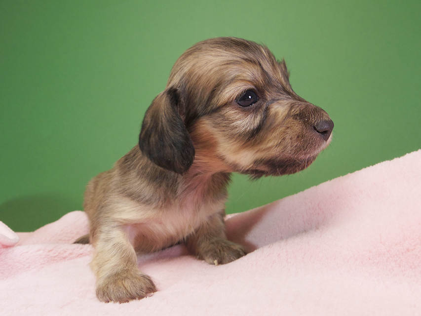 ダックスフンド カニンヘン オーシャン & ジャンの子犬 シェーデットクリーム 女の子（3） お写真初登場