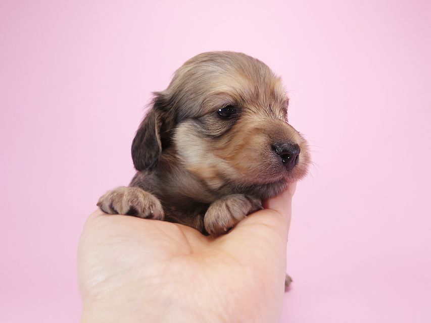ダックスフンド カニンヘン アン.2 & オスカルの子犬 シェーデットクリーム 男の子（1） お写真初登場