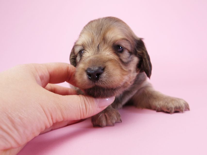 ダックスフンド カニンヘン アン.2 & オスカルの子犬 シェーデットクリーム 男の子（1） お写真初登場