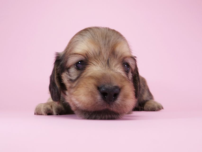 ダックスフンド カニンヘン アン.2 & オスカルの子犬 シェーデットクリーム 男の子（1） お写真初登場