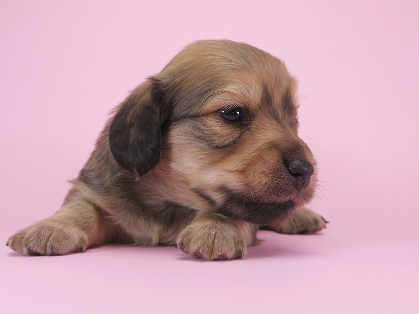 ダックスフンド カニンヘン アン.2 & オスカルの子犬 シェーデットクリーム 男の子（2） お写真初登場