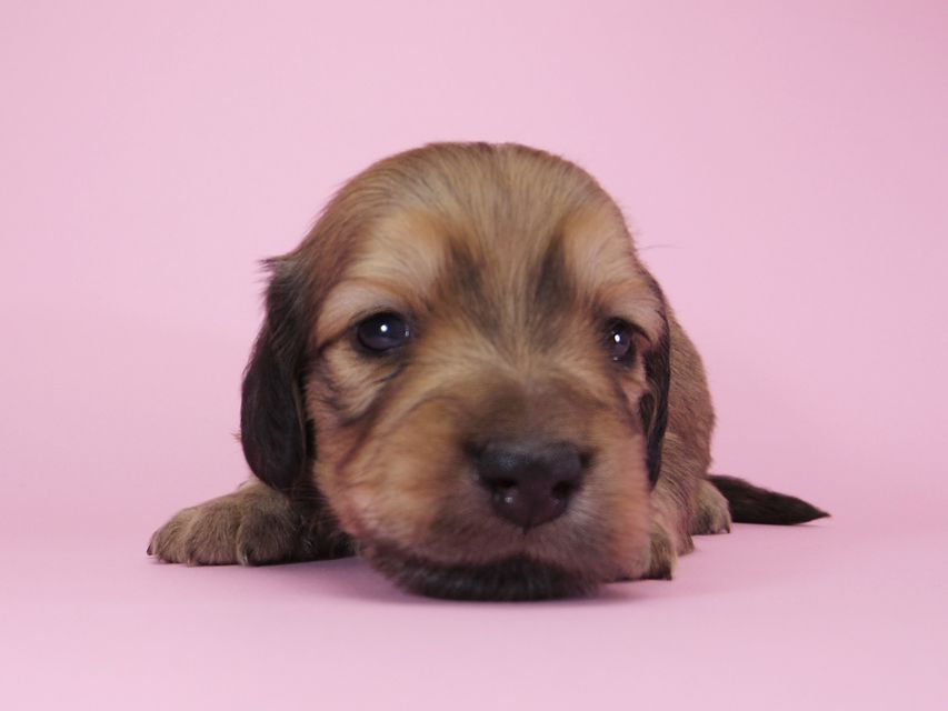 ダックスフンド カニンヘン アン.2 & オスカルの子犬 シェーデットクリーム 男の子（2） お写真初登場