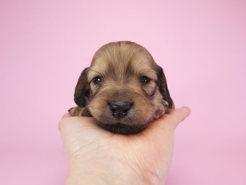 ダックスフンド カニンヘン アン.2 & オスカルの子犬 シェーデットクリーム 男の子（2） お写真初登場