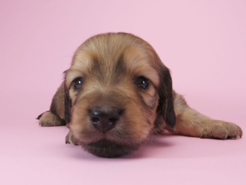 ダックスフンド カニンヘン アン.2 & オスカルの子犬 シェーデットクリーム 男の子（2） お写真初登場
