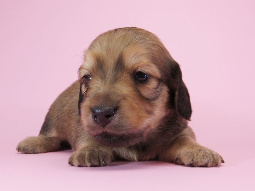 ダックスフンド カニンヘン アン.2 & オスカルの子犬 シェーデットクリーム 男の子（2） お写真初登場