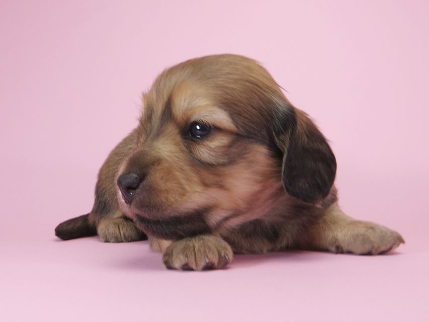 ダックスフンド カニンヘン アン.2 & オスカルの子犬 シェーデットクリーム 男の子（2） お写真初登場