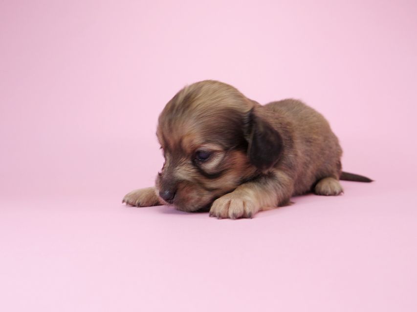 ダックスフンド カニンヘン アン.2 & オスカルの子犬 シェーデットクリーム 女の子 お写真初登場