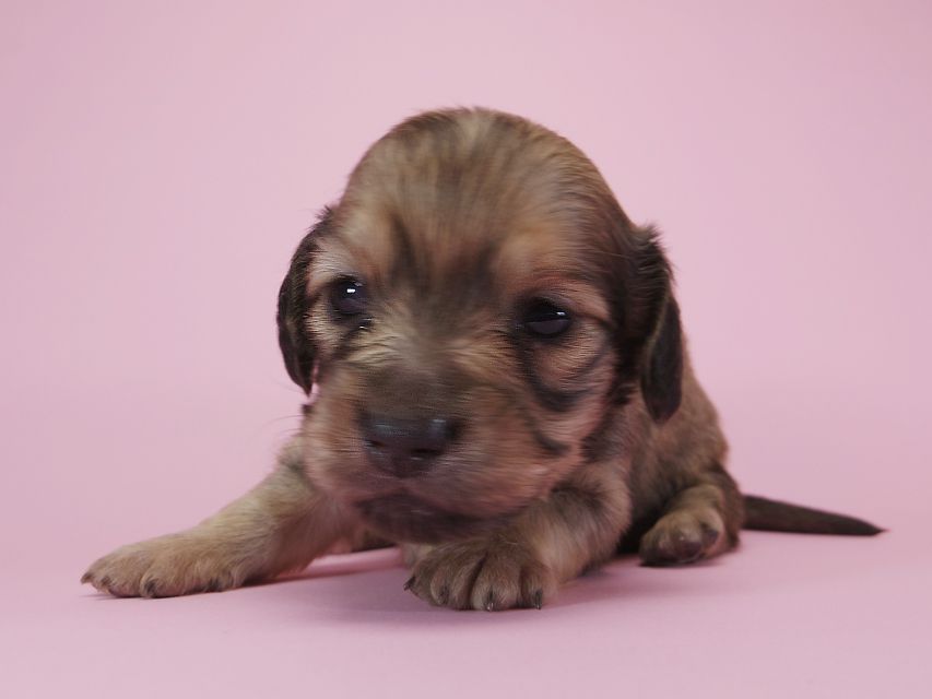 ダックスフンド カニンヘン アン.2 & オスカルの子犬 シェーデットクリーム 女の子 お写真初登場