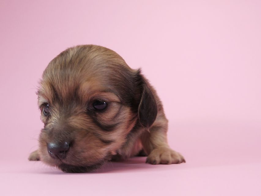 ダックスフンド カニンヘン アン.2 & オスカルの子犬 シェーデットクリーム 女の子 お写真初登場