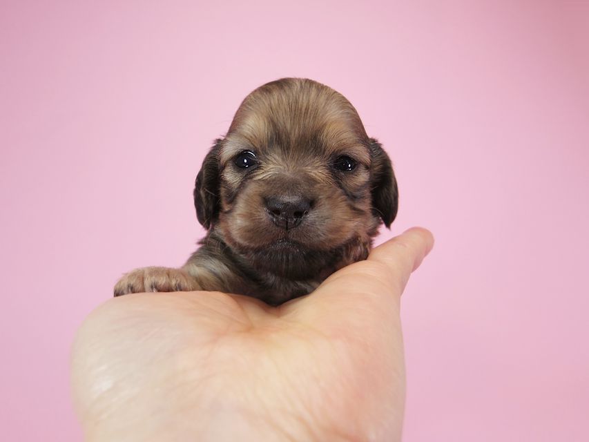 ダックスフンド カニンヘン アン.2 & オスカルの子犬 シェーデットクリーム 女の子 お写真初登場