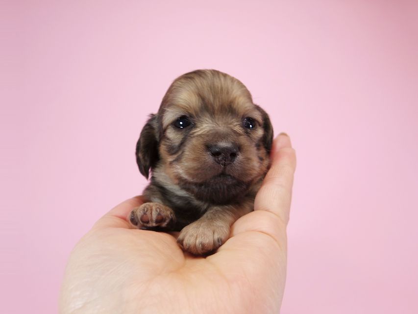 ダックスフンド カニンヘン アン.2 & オスカルの子犬 シェーデットクリーム 女の子 お写真初登場