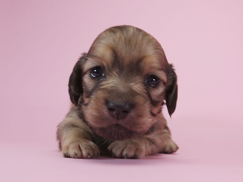 ダックスフンド カニンヘン アン.2 & オスカルの子犬 シェーデットクリーム 女の子 お写真初登場