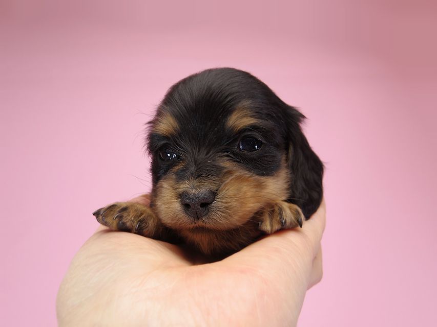 ダックスフンド カニンヘン パン.2 & オスカルの子犬 ブラッククリーム 女の子 お写真初登場