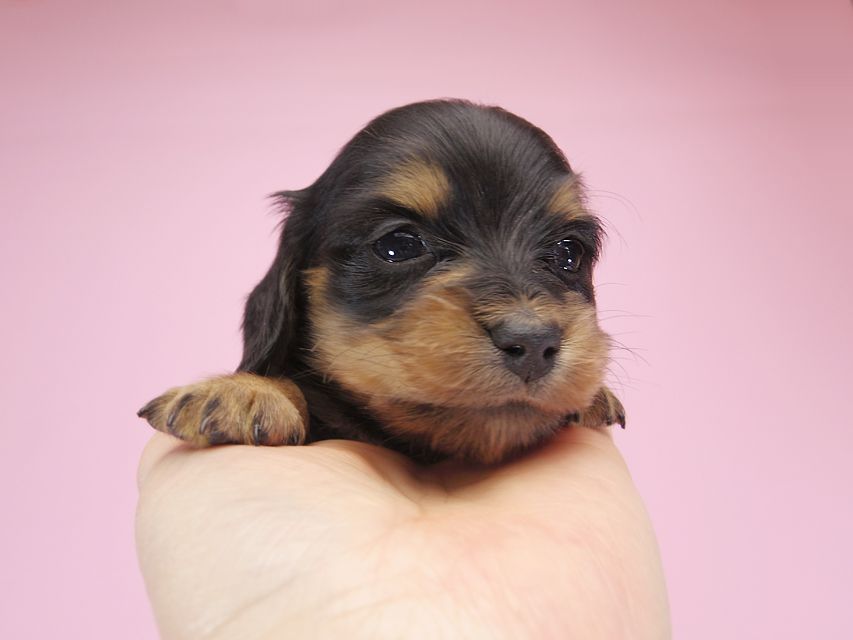 ダックスフンド カニンヘン パン.2 & オスカルの子犬 ブラッククリーム 女の子 お写真初登場