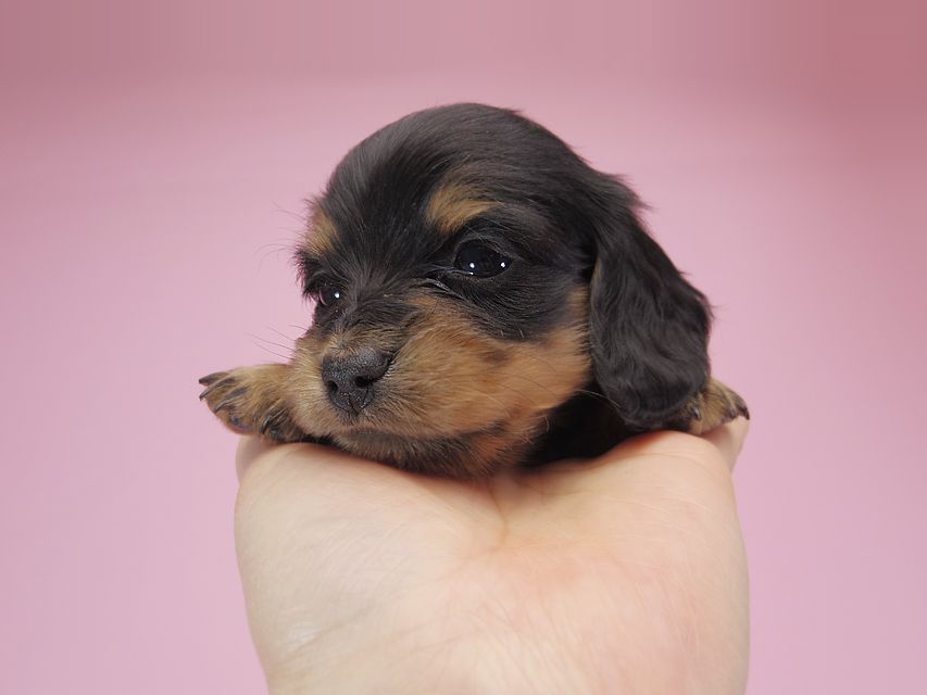 ダックスフンド カニンヘン パン.2 & オスカルの子犬 ブラッククリーム 女の子 お写真初登場