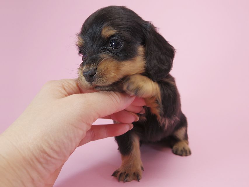 ダックスフンド カニンヘン パン.2 & オスカルの子犬 ブラッククリーム 女の子 お写真初登場