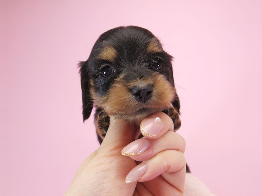 ダックスフンド カニンヘン パン.2 & オスカルの子犬 ブラッククリーム 女の子 お写真初登場