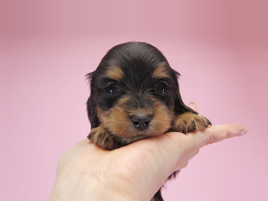 ダックスフンド カニンヘン パン.2 & オスカルの子犬 ブラッククリーム 女の子 お写真初登場