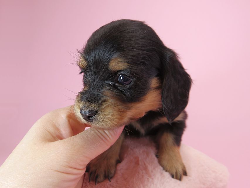 ダックスフンド カニンヘン パン.2 & オスカルの子犬 ブラッククリーム 女の子 お写真初登場