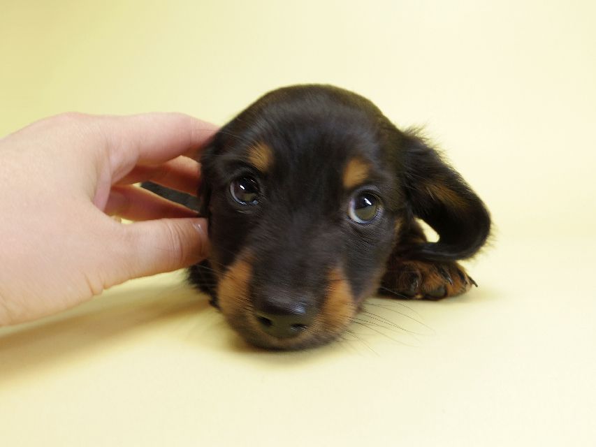 ダックスフンド カニンヘン ダックスフンド カニンヘン いちご & オスカルの子犬 ブラックタン 男の子IMGP1474 ダックスフンド カニンヘン ダックスフンド カニンヘン いちご & オスカルの子犬 ブラックタン 男の子