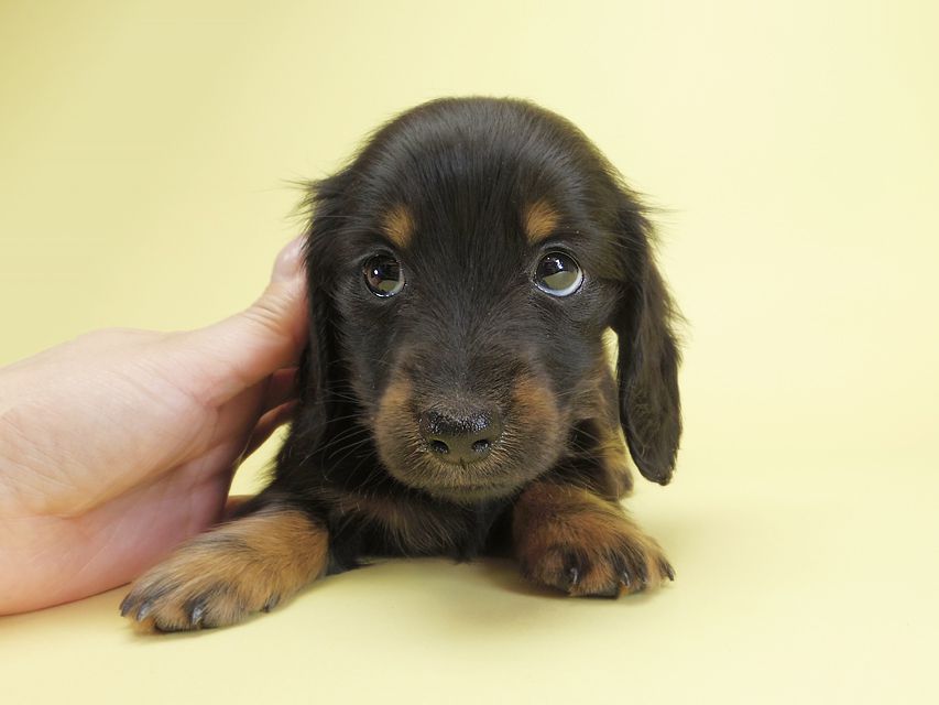 ダックスフンド カニンヘン ダックスフンド カニンヘン いちご & オスカルの子犬 ブラックタン 女の子IMGP1493 ダックスフンド カニンヘン ダックスフンド カニンヘン いちご & オスカルの子犬 ブラックタン 女の子