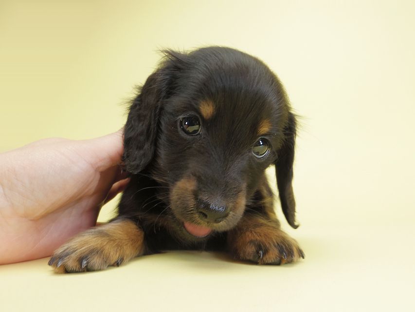 ダックスフンド カニンヘン ダックスフンド カニンヘン いちご & オスカルの子犬 ブラックタン 女の子IMGP1494 ダックスフンド カニンヘン ダックスフンド カニンヘン いちご & オスカルの子犬 ブラックタン 女の子