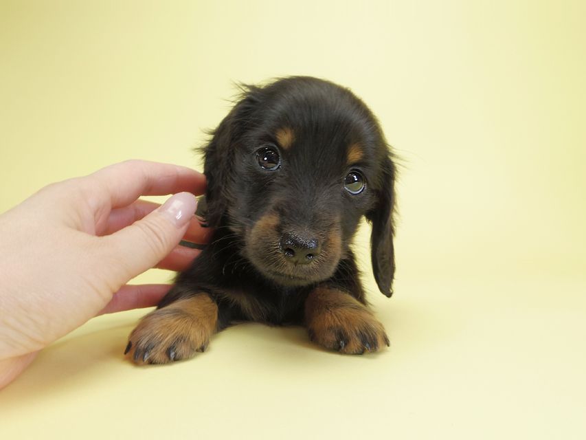 ダックスフンド カニンヘン ダックスフンド カニンヘン いちご & オスカルの子犬 ブラックタン 女の子IMGP1508 ダックスフンド カニンヘン ダックスフンド カニンヘン いちご & オスカルの子犬 ブラックタン 女の子