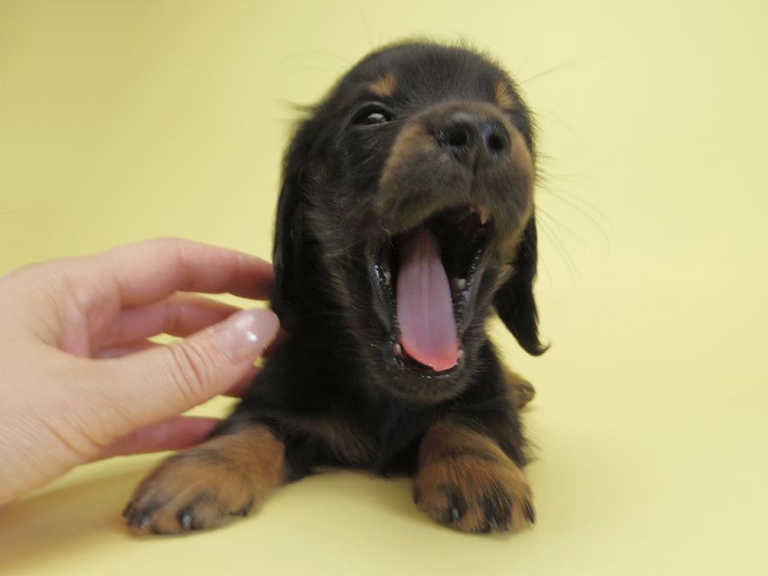 ダックスフンド カニンヘン ダックスフンド カニンヘン いちご & オスカルの子犬 ブラックタン 女の子IMGP1509 ダックスフンド カニンヘン ダックスフンド カニンヘン いちご & オスカルの子犬 ブラックタン 女の子