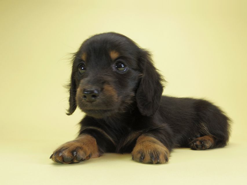 ダックスフンド カニンヘン ダックスフンド カニンヘン いちご & オスカルの子犬 ブラックタン 女の子IMGP1511 ダックスフンド カニンヘン ダックスフンド カニンヘン いちご & オスカルの子犬 ブラックタン 女の子